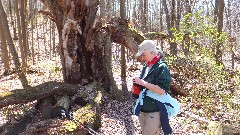 Ruth Bennett McDougal Dorrough; Hi-Tor; Old-Tree; Old Tree