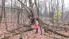 Ruth Bennett McDougal Dorrough; Day; Hi-Tor; Old Tree