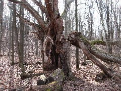 Old tree; Hi-Tor; FLT