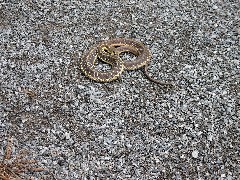 Garter Snake on the Lehigh Valley Trail