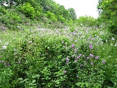 Day trips; LeHigh Valley Trail; flowers