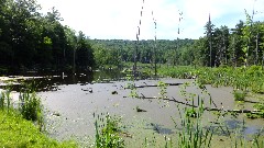 Letchworth Park; swamp