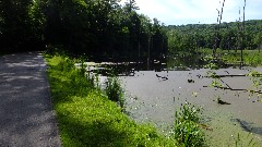 Letchworth Park; swamp