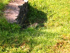 Groundhog; Letchworth Park