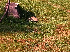 Groundhog; Letchworth Park