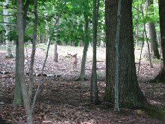 young deer; Letchworth Park