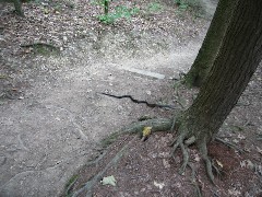 snake; Letchworth Park