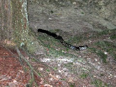 snake; Letchworth Park