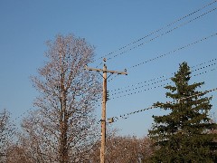 LyndonVille Day Trips Hiking Northern Hawk Owl