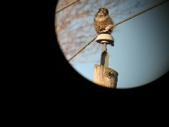 LyndonVille Day Trips Hiking Northern Hawk Owl