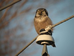 LyndonVille Day Trips Hiking Northern Hawk Owl