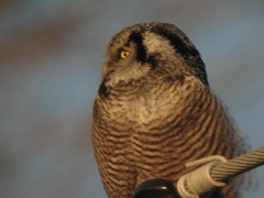 LyndonVille Day Trips Hiking Northern Hawk Owl