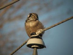 LyndonVille Day Trips Hiking Northern Hawk Owl