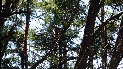 Mystery bird; Mendon Ponds Park, NY