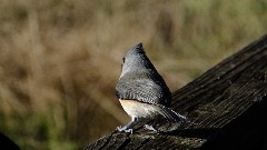 Tufted Titmouse bird; Mendon Ponds Day Trips Hiking