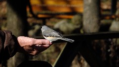 Tufted Titmouse bird; Mendon Ponds, NY