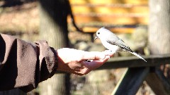 Tufted Titmouse bird; Mendon Ponds Day Trips Hiking