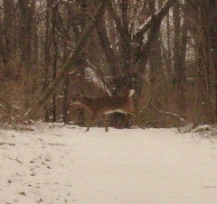 Hiking; Day Trips; Mendon Ponds; deer crossing the trail