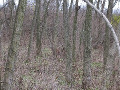 Mendon Ponds Day Trips Hiking; deer