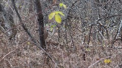 deer; Mendon Ponds