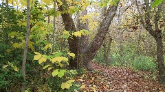 Darby Creek Trail