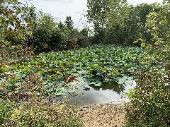 Franks Park - Mudsock Trail