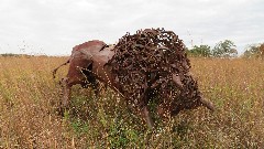 Bison statue; Battelle Darby Creek