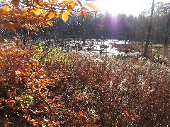 Ontario County Park; FLT; Day Hiking Trips; The Beaver Pond