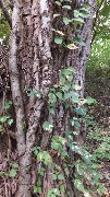 Poison Ivy; Ontario Pathways Three Sisters tree, NY