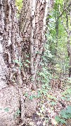 Poison Ivy; Ontario Pathways Three Sisters tree, NY