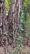 Poison Ivy; Ontario Pathways Three Sisters tree, NY