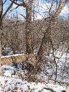 Hiking; Day Trips; Ontario; Three Sisters tree