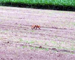 Ontario Pathways; Rt 5,20 -> Stanley; Red Fox