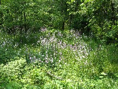 Keuka Lake Penn Yan; flowers