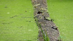 turtles; Turtle Pond; Keuka Outlet Trail; Penn Yan, NY