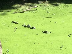 Turtle Pond; Keuka Outlet Trail; Penn Yan, NY