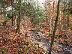 Loyalsock trail; Worlds end state park; Pennsylvania