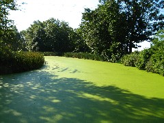 Algae; Hiking; Day Trips; Seneca Cayuga Trail