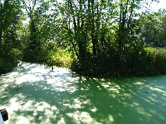 Algae; Hiking; Day Trips; Seneca Cayuga Trail