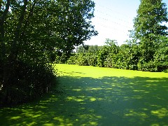 Algae; Hiking; Day Trips; Seneca Cayuga Trail