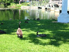 Geese; Hiking; Day Trips; Seneca Cayuga Trail