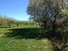 Jean Bub; Victor; Apple Orchard Trail