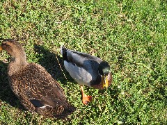 ducks; Hiking; Day Trips; Victor; Auburn Trail Park