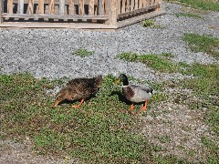 ducks; Hiking; Day Trips; Victor; Auburn Trail Park