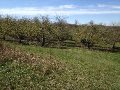 Apple Trees; Victor; Ganandogan