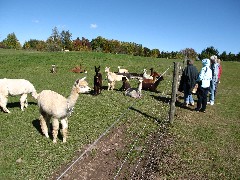 Hiking; Day Trips; Victor; Lazy Acres Alpaca Farm