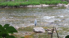 Blue Heron; Virginia Creeper Trail, VA