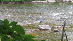 Blue Heron; Virginia Creeper Trail, VA