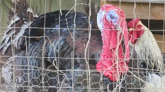 Turkey; Virginia Creeper Trail
