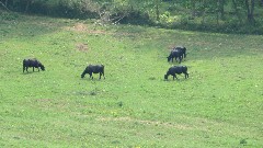 cows; Virginia Creeper Trail; IMG_1238